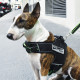Adjustable Black Dog Harness
