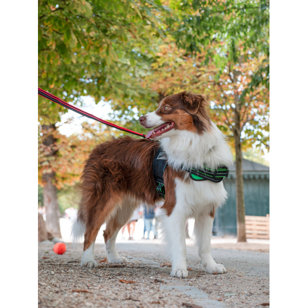 Adjustable Black Dog lead