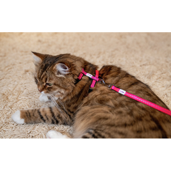 Laisse colorée pour chat