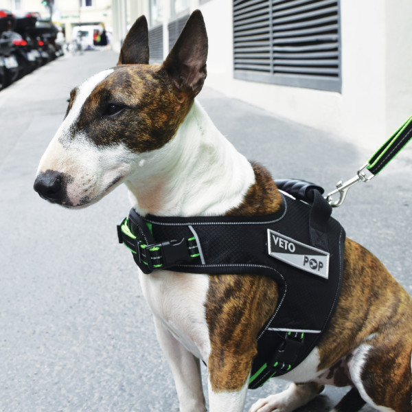 Harnais pour chien réglable noir