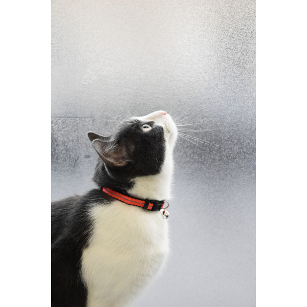 Collier réglable pour chat