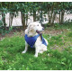 Manteau rafraîchissant pour chien